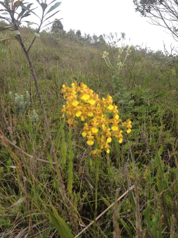 הוילה Casa Do Esquilo Campos Do Jordao Area Externa De 2000 M2 מראה חיצוני תמונה